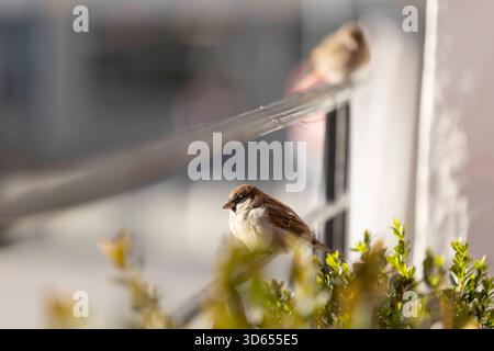 Chamonix Mont Blanc 18112025 - Kleine Spatzen in der Innenstadt von Chamonix Mont Blanc. Chamonix Mont Blanc Francia FR *** Chamonix Mont Blanc 18112025 piccoli passeri nel centro di Chamonix Mont Blanc Chamonix Mont Blanc Francia FR 181125 ppb-30 Foto Stock