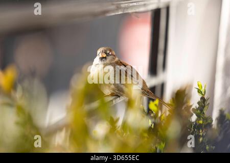 Chamonix Mont Blanc 18112025 - Kleine Spatzen in der Innenstadt von Chamonix Mont Blanc. Chamonix Mont Blanc Francia FR *** Chamonix Mont Blanc 18112025 piccoli passeri nel centro di Chamonix Mont Blanc Chamonix Mont Blanc Francia FR 181125 ppb-34 Foto Stock