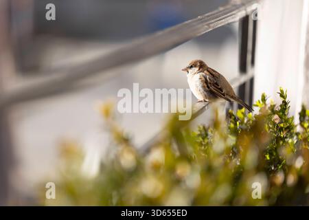 Chamonix Mont Blanc 18112025 - Kleine Spatzen in der Innenstadt von Chamonix Mont Blanc. Chamonix Mont Blanc Francia FR *** Chamonix Mont Blanc 18112025 piccoli passeri nel centro di Chamonix Mont Blanc Chamonix Mont Blanc Francia FR 181125 ppb-35 Foto Stock