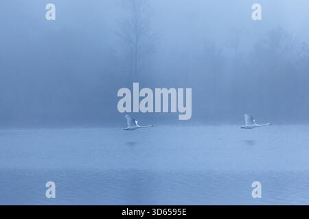 Due cigni muti (Cygnus olor) sorvolano un lago in una mattina fredda e nebbiosa. Sullo sfondo, una foresta è a malapena visibile. Alta Austria Foto Stock