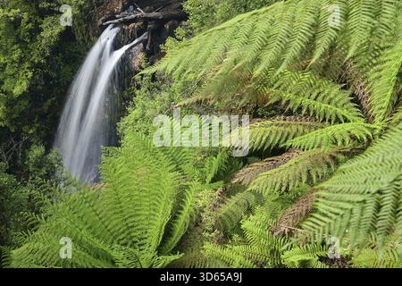 Felci, felci, piante, cascate tra felci, cascate Philosopher, Tasmania, Waratah, Tasmania, Australia Foto Stock