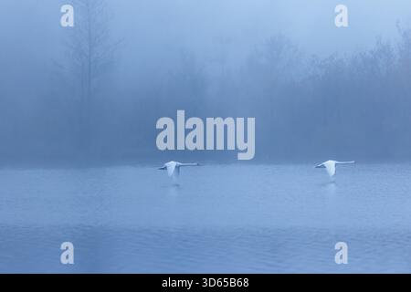 Due cigni muti (Cygnus olor) sorvolano un lago in una mattina fredda e nebbiosa. Sullo sfondo, una foresta è a malapena visibile. Alta Austria Foto Stock