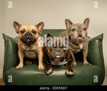 Tan e Black frenchie, un frenchie grigio e un cane di razza mista di toro nero seduti fianco a fianco su una poltrona in pelle verde Foto Stock