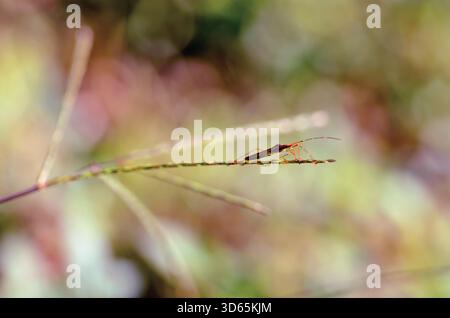 Primo piano di un orecchio di riso (Leptocorisa oratoria) su una pianta di fronte a uno sfondo sfocato, Giava occidentale, Indonesia Foto Stock