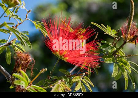 Citrino di Callistemon bellissimo fiore rosso, primo piano del fiore dell'albero del pennello cremisi su sfondo sfocato. Pianta ornamentale, un cespuglio con soffici deli Foto Stock