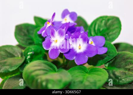 Fiori viola africana viola con morbidi centri bianchi e stami gialli. Foglie di verde scuro e fuzzy circondano i fiori vivaci. Foto Stock