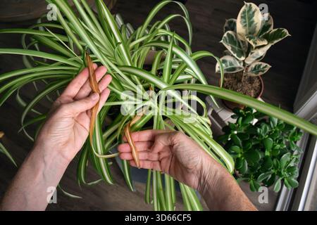 Guardando verso il basso le mani tenendo una foglia di ragno gialla essiccata circondata da foglie verdi sane, mostrando un contrasto di stress vegetale Foto Stock