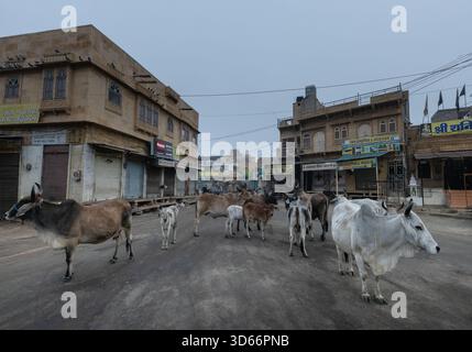 Scena mattutina in un tranquillo crocevia di Jaisalmer, con un branco di mucche in strada tra negozi con tapparelle e edifici in pietra arenaria. Foto Stock