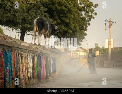 Donna che attraversa una strada polverosa durante le prime ore del mercato mattutino a Jaisalmer, con mucche e capi colorati appesi lungo il muro. Foto Stock