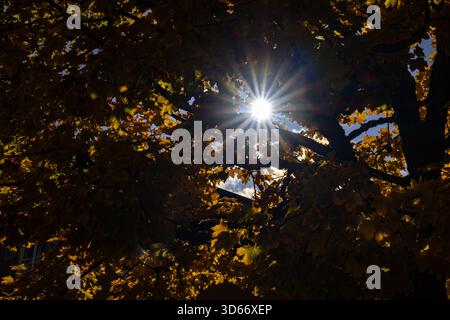 La fotografia cattura una spettacolare vista verso l'alto attraverso i rami di un albero con foglie dorate vibranti. Il sole splende brillantemente attraverso il fogliame, Foto Stock