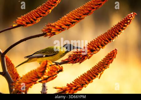 Un'oriole giovanile dalla testa nera su una pianta in fiore Foto Stock