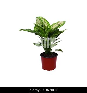 Pianta di Dieffenbachia indoor Feng Shui in un vaso rosso isolato su sfondo bianco Foto Stock