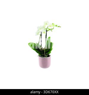 Colorate orchidee Phalaenopsis multiflora in vasi decorativi in ceramica isolati su sfondo bianco. Foto ravvicinata di una casa in interni in fiore Foto Stock