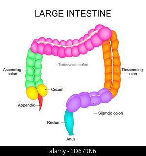 Parte dell'intestino crasso. Anatomia del colon. Apparato digerente umano. Illustrazione vettoriale Illustrazione Vettoriale