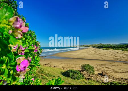 Cespugli fioriti con spiaggia sabbiosa di Mkozi sullo sfondo, Wild Coast Trail, Wild Coast, Eastern Cape, Sud Africa Foto Stock