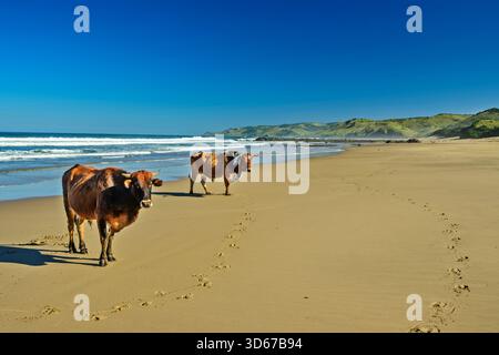 Bestiame sulla spiaggia sabbiosa di Mkozi, Wild Coast Trail, Wild Coast, Eastern Cape, Sud Africa Foto Stock