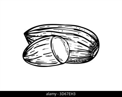 Illustrazione isolata vettoriale monocromatica di noci di mandorle pelate secche dipinta con inchiostri neri. Disegno di incisione di chicchi di mandorle. Cibo biologico sano Illustrazione Vettoriale