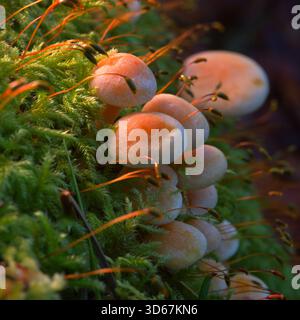 Gruppo di funghi/funghi che crescono su ceppi di alberi o rami morti principalmente faggi. Foto Stock