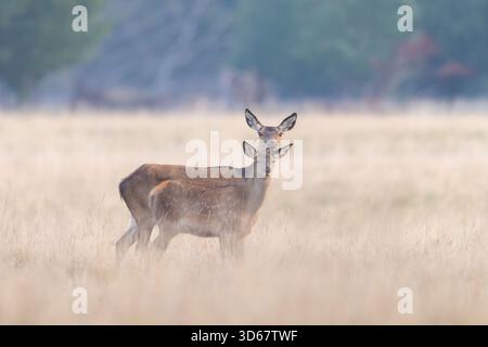 Cervo rosso, Cervus elaphus, con vitello, autunno, Danimarca Foto Stock