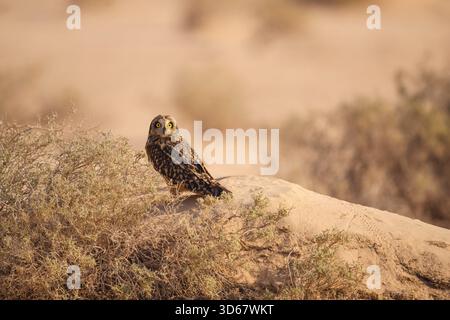 Gufo dalle orecchie corte che poggia su un ramo di albero secco nel deserto. Gufo che mostra uno straordinario comportamento della fauna selvatica e la vita nel deserto. Foto Stock