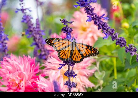 Farfalla monarca (Danaus plexippus) sulla lavanda, farfalla, Stati Uniti Foto Stock