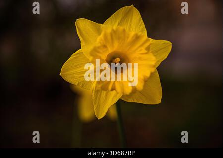 Il fiore giallo di un narciso (Narcissus pseudonarcissus L.) che cresce e fiorisce in primavera, Jena, Turingia, Germania Foto Stock