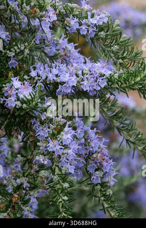 Salvia rosmarinus Prostrata Group, gruppo Prostrata rosmarino, grappoli di fiori azzurri in primavera Foto Stock