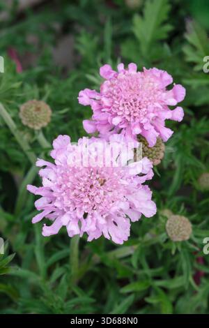 Scabiosa Pink Mist, Scabiosa Pink Mist, Scabiosa columbaria Pink Mist, rosa intenso, fiori a cuscinetto Foto Stock