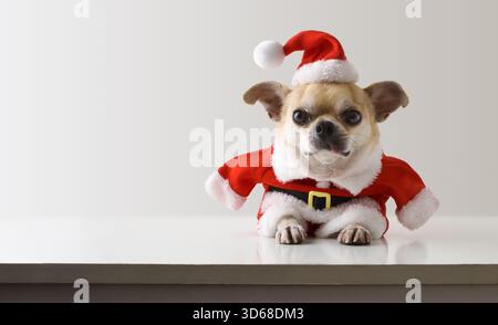 Cane Chihuahua vestito con abito e cappello di Babbo Natale disteso su un tavolo bianco con sfondo grigio isolato. Vista frontale. Foto Stock