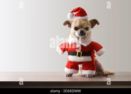 Cane Chihuahua vestito con abito e cappello di Babbo Natale seduto su un tavolo di legno e sfondo grigio isolato. Vista frontale. Foto Stock