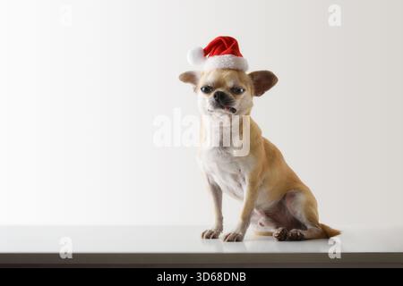 Cane Chihuahua vestito con un cappello di Babbo Natale che guarda e siede su una base bianca e sfondo isolato. Vista frontale. Foto Stock