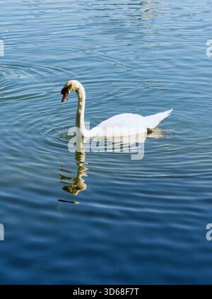 I bellissimi cigni della città Foto Stock