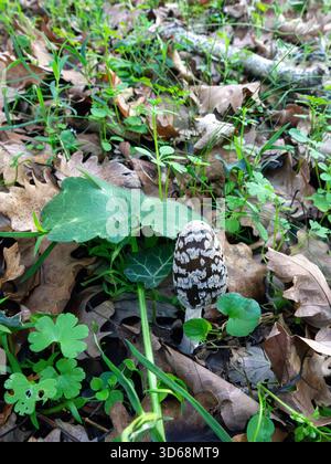 Vista ravvicinata di un fungo selvatico che emerge tra foglie autunnali cadute e piante verdi fresche su un terreno boschivo. Foto Stock