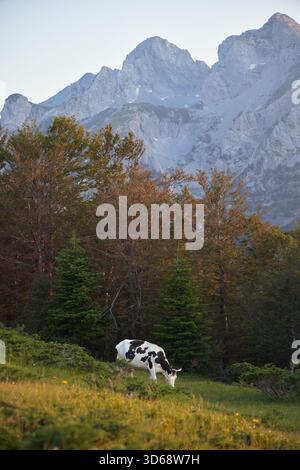 Un vitello bianco e nero si erge vigile e solo su una zona di erba con creste di montagna e alberi nelle vicinanze. Il momento e' fermo e silenzioso. Foto Stock