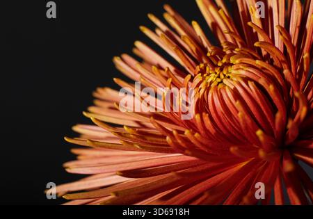 fiore di bronzo del chrysanthemum ragno su sfondo scuro Foto Stock