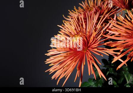 fiore di bronzo del chrysanthemum ragno su sfondo scuro Foto Stock