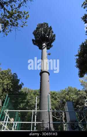 Sito cellulare travestito, torre cellulare, torre Stealth o torre di comunicazione o antenna mascherata o mimetizzata come albero falso Foto Stock