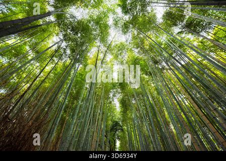 Baldacchino nella foresta di bambù a Kyoto in Giappone Foto Stock