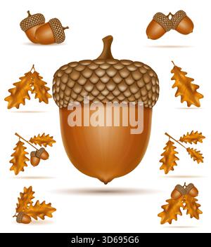 ghiande di quercia autunnale con foglie cartoni animati illustrazione vettoriale isolata su sfondo bianco Foto Stock