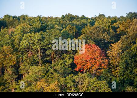 Ingrandimento teleobiettivo ampio dell’unico albero rosso-arancio che si staglia contro una collina di latifoglie verdi sotto un cielo blu pallido al Lago Pleasant, Pennsylvania. Foto Stock