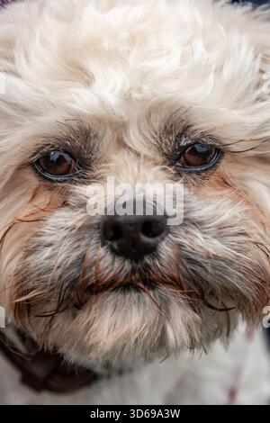 Cane bianco, Freddie, Bailiwick di Guernsey Foto Stock