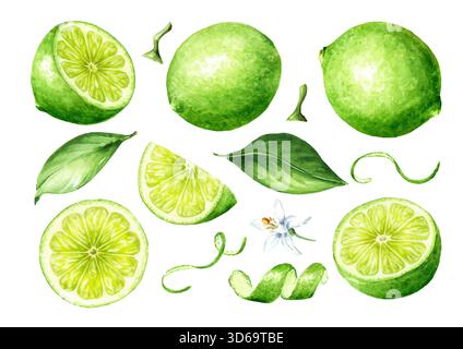 Set di frutta fresca al lime, intera e a fette, con scorza e foglie verdi. Illustrazione ad acquerello disegnata a mano isolata su sfondo bianco Foto Stock