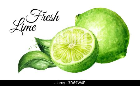 Calce fresca. Illustrazione ad acquerello disegnata a mano isolata su sfondo bianco Foto Stock