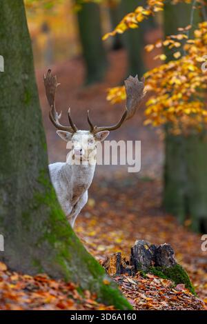 Leucistico europeo daino (Dama dama) bianco buck / maschio con grandi palchi che guardano da dietro l'albero nella foresta mostrando colori autunnali / colori autunnali Foto Stock