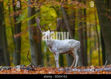 Leucistico europeo daino (Dama dama) bianco buck / maschio con grandi palchi nella foresta che mostrano colori autunnali / colori autunnali Foto Stock
