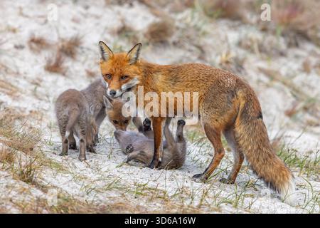Volpe rossa (Vulpes vulpes) femmina / vixen con kit da gioco / cuccioli vicino a den nelle dune in primavera Foto Stock