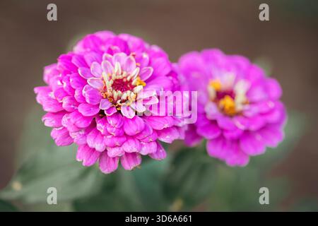 Macro di due fiori zinnia rosa brillante Foto Stock