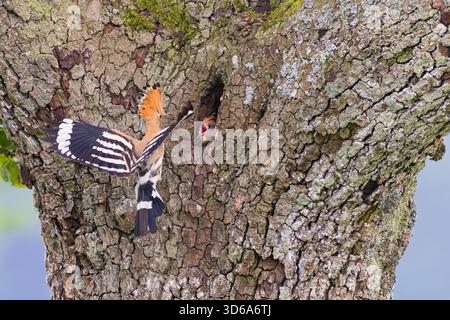 Hoopoe epop epop (Upupa epops): Un adulto che vola di fronte al nido con un giovane che sbatte la testa fuori dalla cavità di allevamento, implorando cibo, Germania Foto Stock