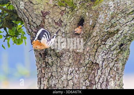 Hoopoe epop epop (Upupa epops): Un adulto che vola di fronte al nido con un giovane che sbatte la testa fuori dalla cavità di allevamento, implorando cibo, Germania Foto Stock