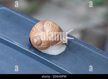 lumaca, conchiglia, spirale, motivo, trama, pomatia elix, lumaca romana, escargot, gasteropode, animale, fauna selvatica, natura, primo piano, macro, dettaglio, brown, beig Foto Stock